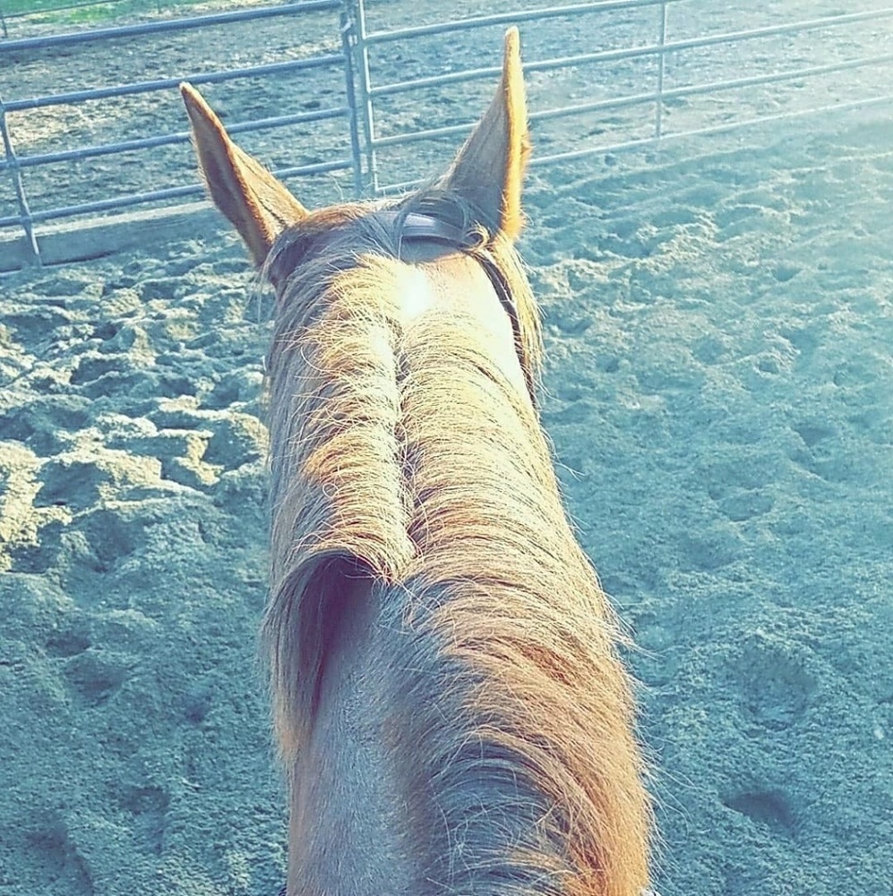 Meet your Posher, Riley